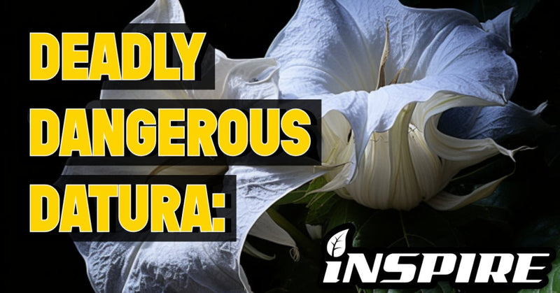 DEADLY, DANGEROUS DATURA: Exploring the “JIMSON WEED”