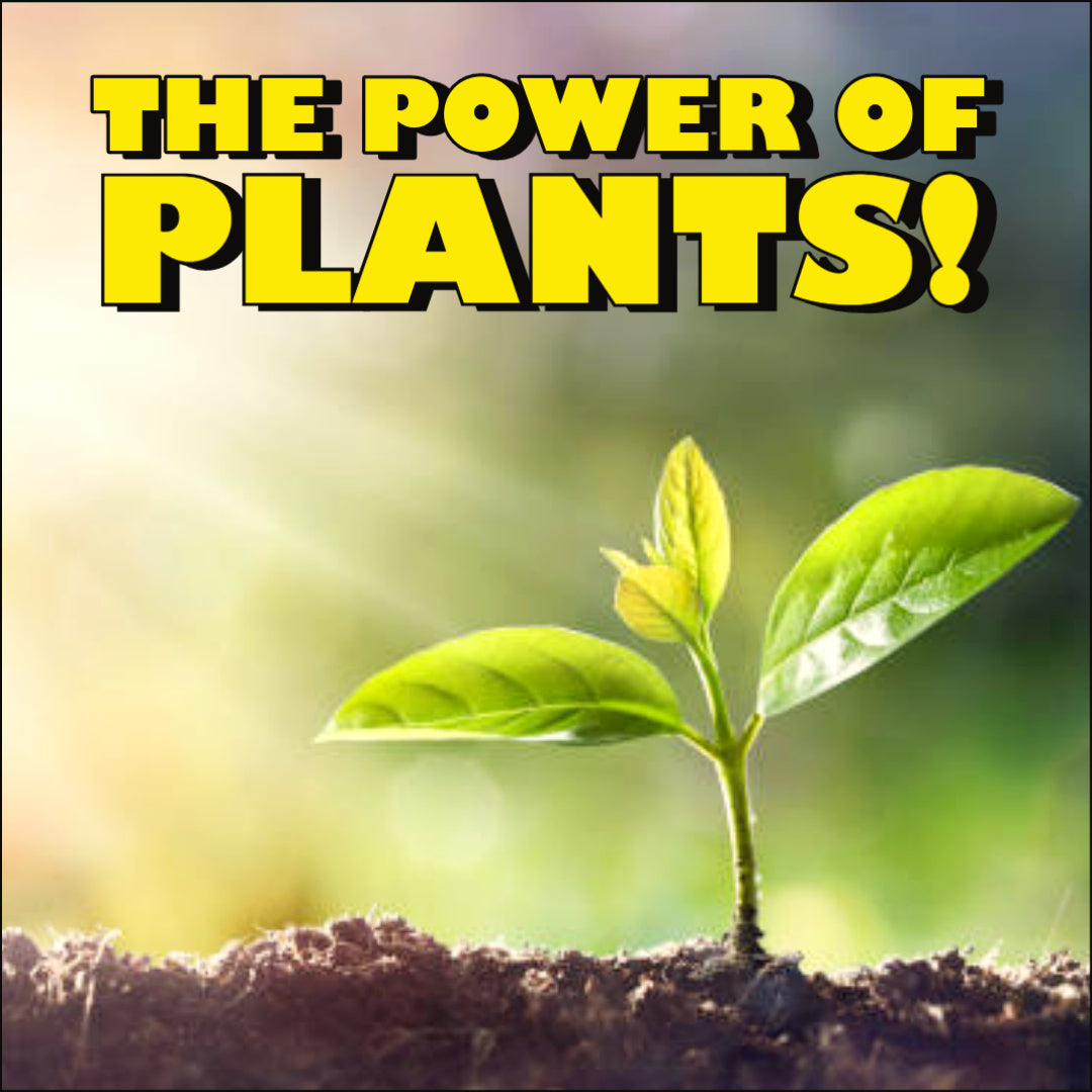 🌿 THE POWER OF PLANTS 🌿