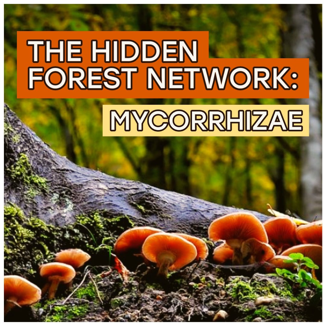 🍄 THE HIDDEN FOREST NETWORK: MYCORRHIZAE 🍄