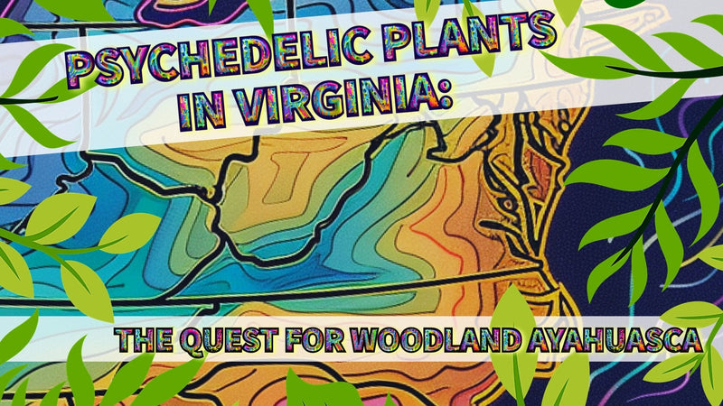PSYCHEDELIC PLANTS IN VIRGINIA- The Quest for Woodland Ayahuasca