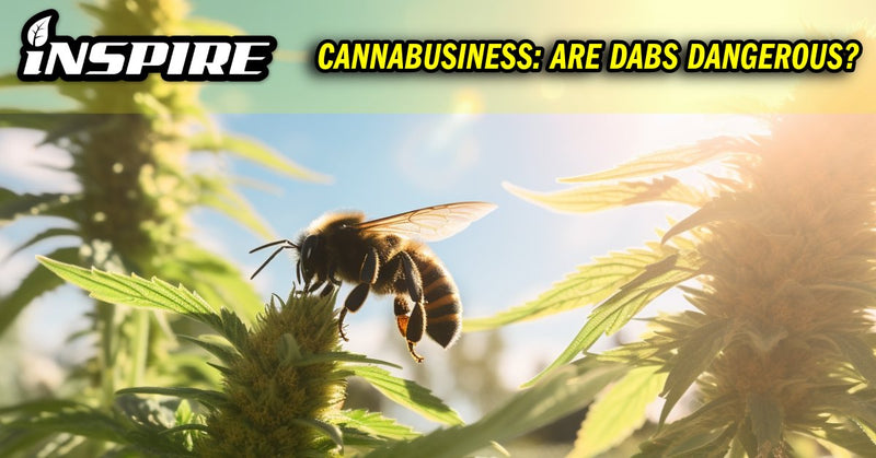 CANNABUSINESS: ARE DABS DANGEROUS?