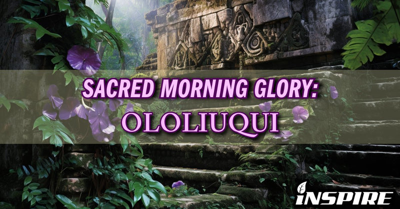 SACRED MORNING GLORY-  “Ololiuqui”