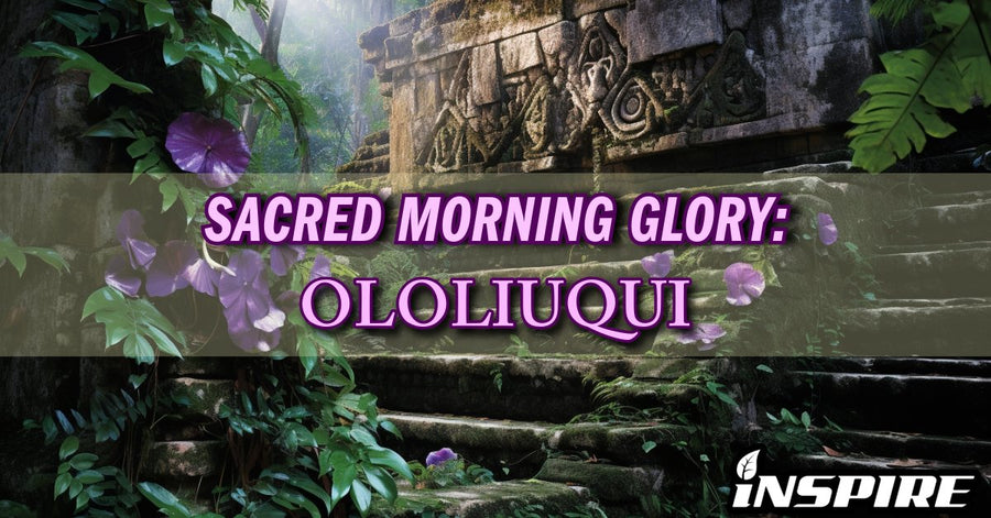 Sacred Morning Glory — “Ololiuqui”